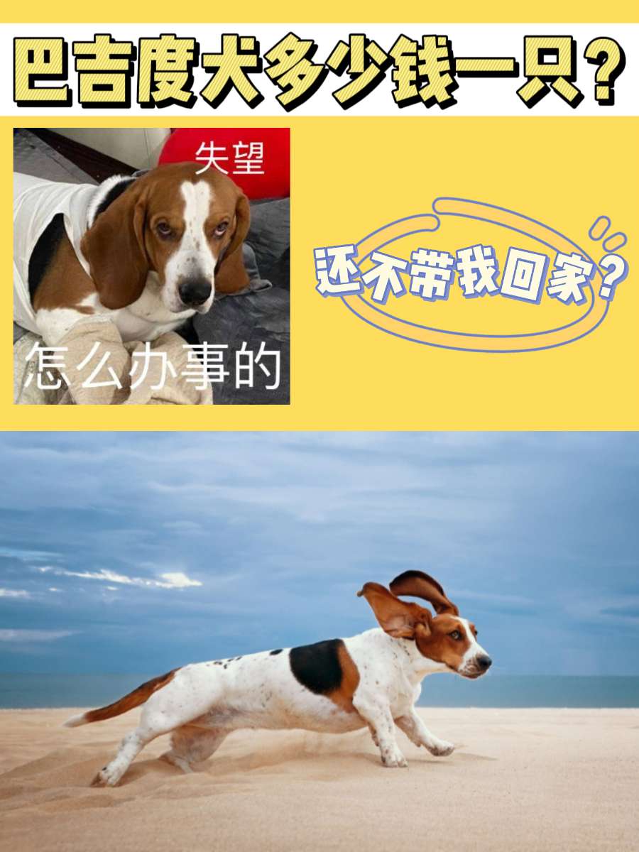 巴吉度犬多少钱一只？常在广告里出现的小狗