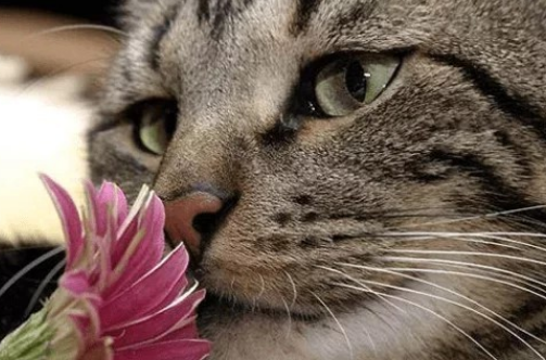 养猫不能种什么植物