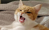 猫咪半夜喊醒你为什么呢