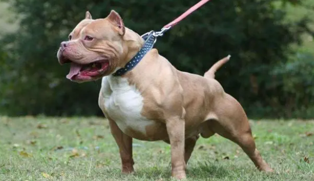 比特犬为什么是禁养犬
