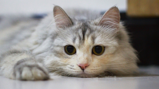 猫咪恨主人的十种表现