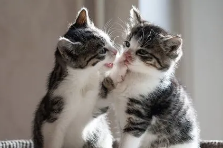 4个月大的猫怎么看公母图片
