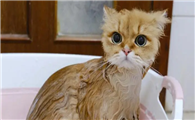 宠物猫需要洗澡吗