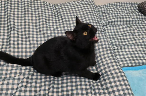 黑猫晚上一直叫什么原因 黑猫晚上一直叫什么原因