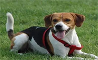 今日解答：英国猎狐犬和比格犬的区别