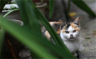 养猫家庭适合养的水培植物