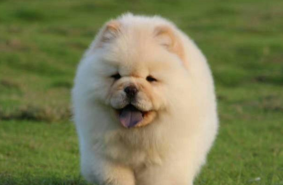 养松狮犬是什么感受啊？该怎么养？