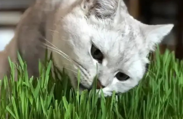 猫草能净化空气吗