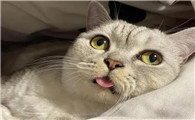 怀孕猫咪突然大叫为什么呢