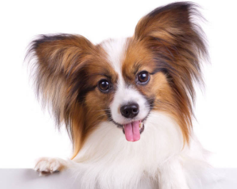 蝴蝶犬什么时候立耳？来了解下吧