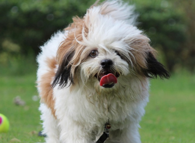 西施犬吃什么开胃？一文告诉你！