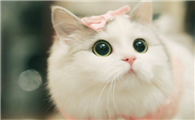 研究表明猫没有感情