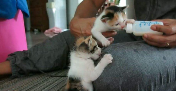 猫会转世回来找主人吗