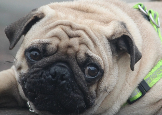 巴哥犬挑食怎么办?主人来这里了解下吧 巴哥犬挑食怎么办?主人来这里了解下吧