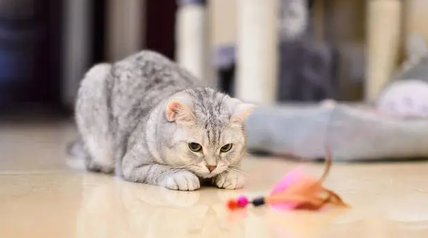 猫咪为什么天生就会痛呢