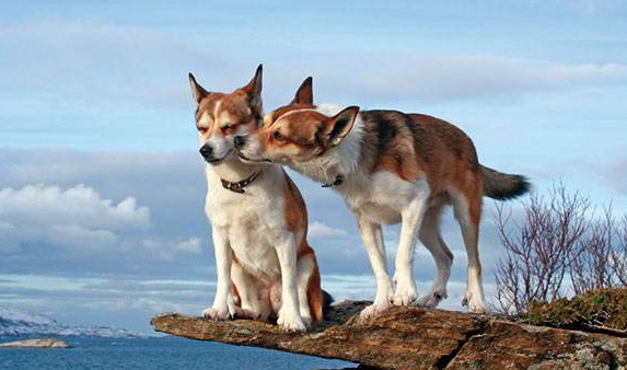 今日科普:挪威伦德猎犬发烧怎么解决得好? 今日科普:挪威伦德猎犬发烧怎么解决得好?