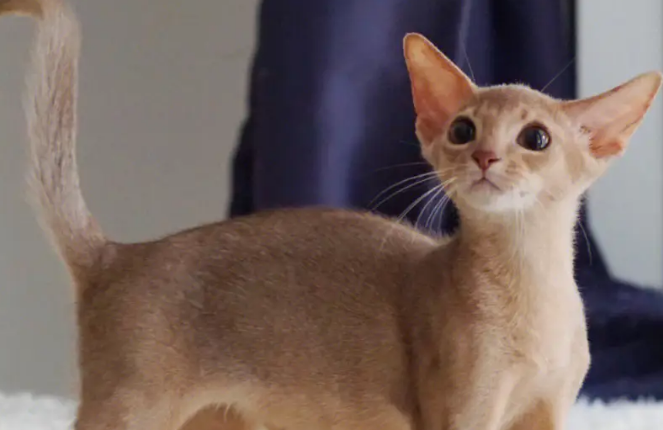 阿比西尼亚猫多少钱?想养的来了解下吧 阿比西尼亚猫多少钱?想养的来了解下吧