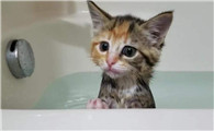 猫咪洗澡为什么会害怕声音呢