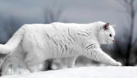 为什么冬天猫咪精神很差呢 为什么冬天猫咪精神很差呢