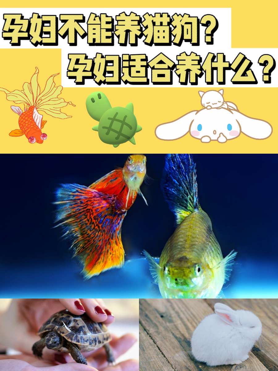 孕妇被禁止养宠?这些宠物你可以放心养! 孕妇被禁止养宠?这些宠物你可以放心养!