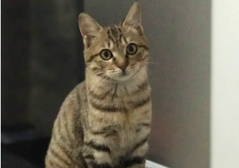 狸花猫怎么养才亲人？看这里~