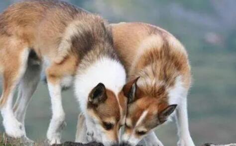 挪威伦德猎犬怎么驱虫?这里有解答 挪威伦德猎犬怎么驱虫?这里有解答