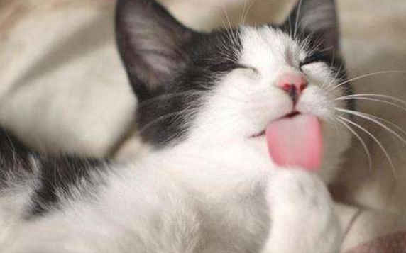 猫咪甩头舔爪子是怎么回事 猫咪甩头舔爪子是怎么回事