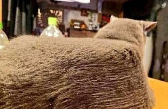 网友出差把猫给当过兵的爸爸养,回家一看,爸爸:万物皆可豆腐块 网友出差把猫给当过兵的爸爸养,回家一看,爸爸:万物皆可豆腐块