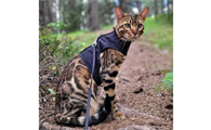 亚洲豹猫是猫还是豹?一文替你解答
