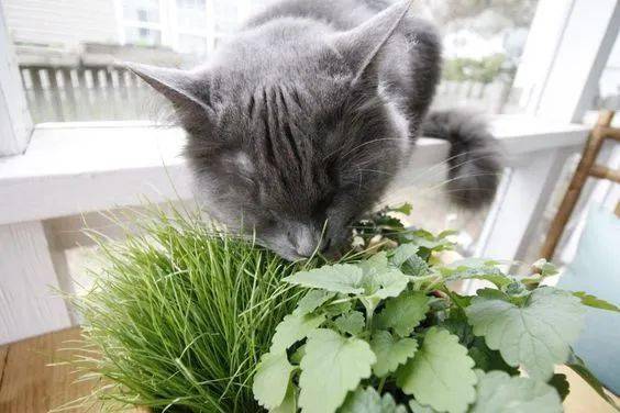 养猫咪可以养的植物