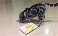 为什么有些猫咪埋屎呢