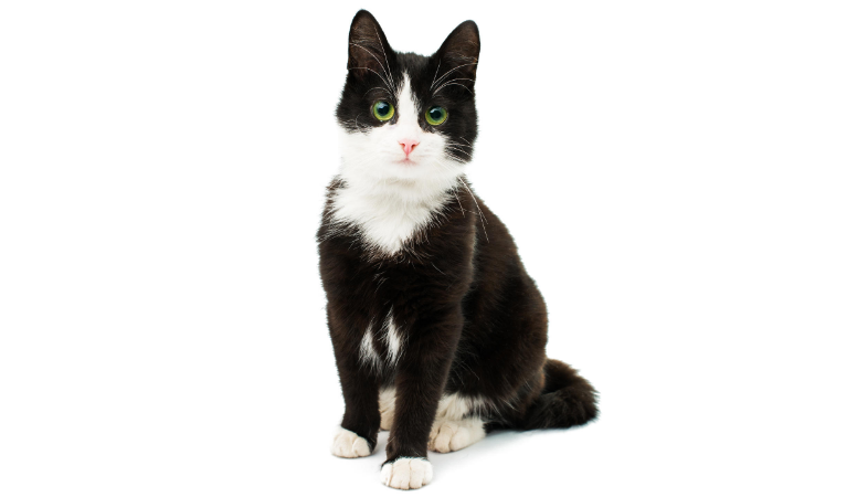 黑白相间的猫寓意着什么