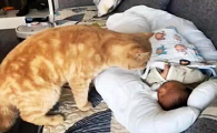 猫为什么不会伤害婴儿，原因有哪些？
