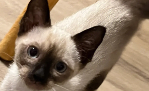 暹罗猫是埃及猫吗?一定要了解 暹罗猫是埃及猫吗?一定要了解
