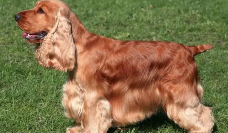 英国可卡犬怎么训练护主?一起来看看吧 英国可卡犬怎么训练护主?一起来看看吧