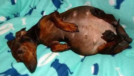 腊肠犬怀孕注意什么？铲屎官要提前准备好