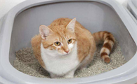 买不起猫砂用什么代替