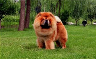 松狮犬为什么流眼泪？大概率是这4个原因