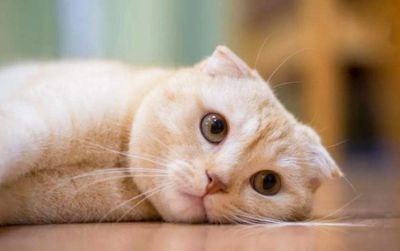 猫咪为什么看你洗澡就叫呢 猫咪为什么看你洗澡就叫呢