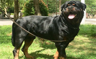 怎么训练罗威纳犬握手？来这里了解下吧