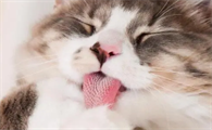 猫咪经常咳嗽卡卡的怎么回事