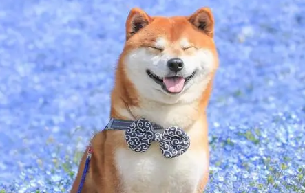 秋田犬严重挑食怎么办？一文告诉你！