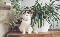 养猫可以种什么绿植
