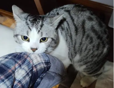 猫咪为什么老是咬衣服