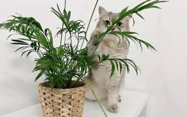 养猫可以养的大型绿植