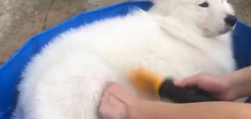 萨摩洗澡多少钱