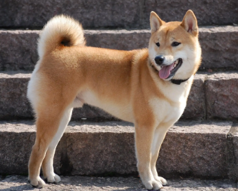 中华田园犬的缺点，这篇文章有答案！