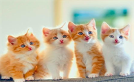为什么动物都喜欢猫