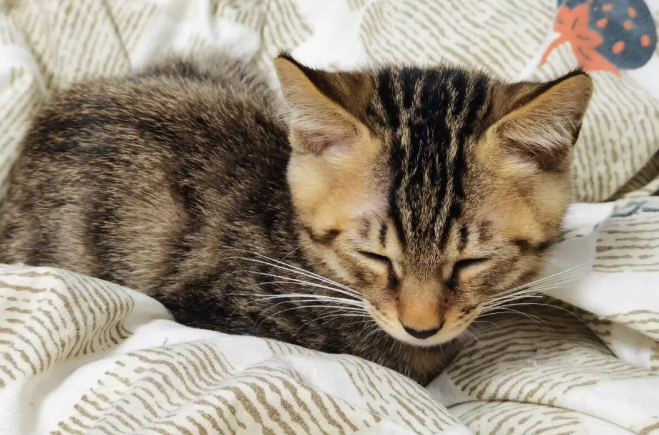 狸花猫粘人吗