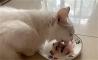 猫咪吃鱼为什么要吃肉呢